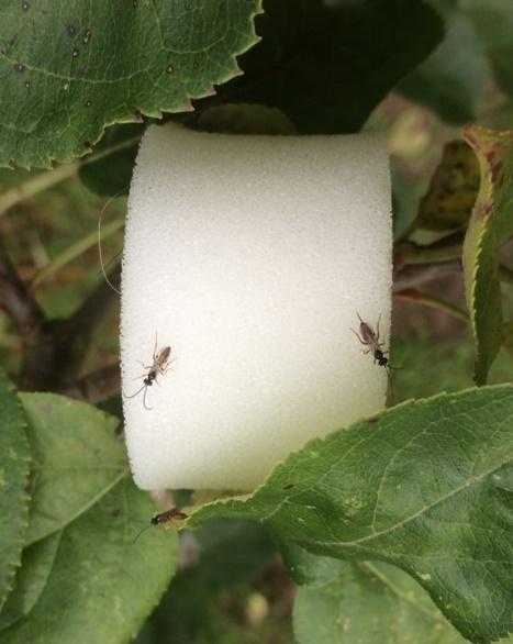 Deux Adultes de Mastrus